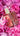 Rose Premiere By Kelly Rutherford